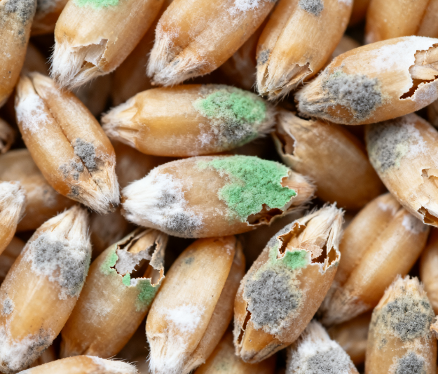 精準(zhǔn)高效：真菌毒素一站式快速篩查方案