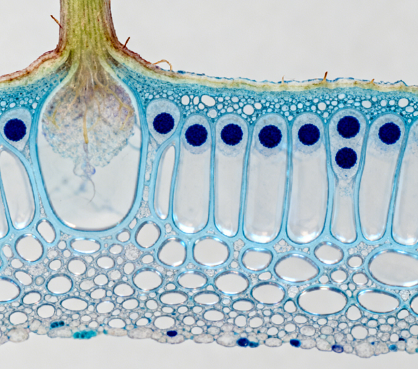 如何避免超聲波破碎時樣品發(fā)熱？超聲波細(xì)胞破碎儀樣品防發(fā)熱操作規(guī)范
